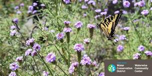 Grow Your Own Waterwise and Native Pollinator Plants from Seed