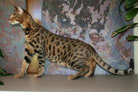 Johan the f3 savannah encounters a black racer on the back patio. Black Savannah Cat Blue Or Spotted Savannahs Savannah Cat Breed