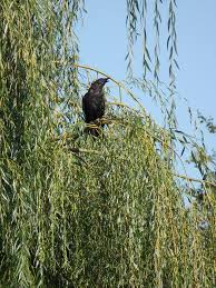 Salix alba, the white willow, is a species of willow native to europe and western and central asia.12 the name derives from the white tone to the undersides salix alba. Trauer Weide Salix Babylonica Beschreibung Steckbrief Systematik