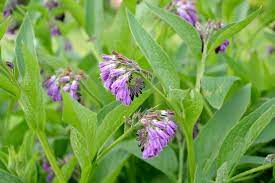 Echter beinwell oder comfrey wird als heilpflanze verwendet und ist ein guter dünger. Beinwell Anpflanzen Pflegen Plantura
