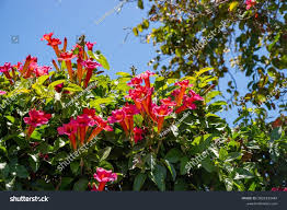 Image result for Amphilophium