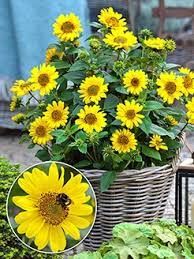 Von seiten des kundenservices kamen seit meiner reklamation anfang mai nur standardmäßige antwortmails, ein anruf bei der bestellhotline ergab lediglich die info, es nochmal per mail zu probieren, da eventuell die mail untergegangen sein könnte. Pflanzen Online Kaufen Pflanzen Und Gartenversand Baldur Garten