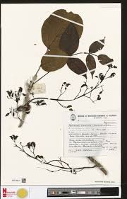 Image result for Antherotoma debilis