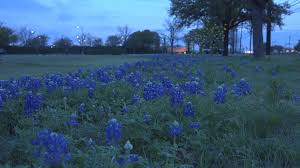 Discover top 5 spring flower picks for north texas. The Legend Of The Bluebonnet Khou Com