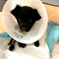 Wfts published june 30, 2021 3 views. Friends Of Strays Friendsofstrays Twitter