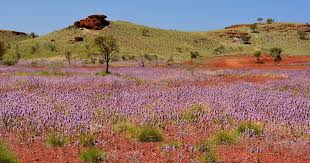 Maybe you would like to learn more about one of these? Wildflower Season Wa Find Australian Native Wildflowers 2021