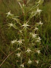 Image result for Habenaria nyikana
