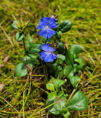 Image result for Ceratostigma griffithii