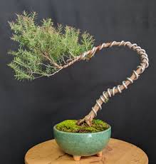 Check spelling or type a new query. Bonsai Kapilaas Melalueca Linarifolia Golden Bottle Brush As A Bonsai Tree
