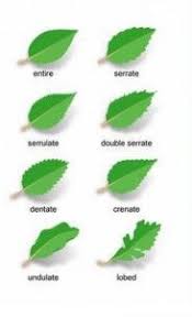 Wild fruit trees occur throughout north america, with many belonging to the rose family, such as the identification of these wild fruit trees is possible when you acquaint yourself with the varying. Leaves Along With Other Parts Organs Of The Tree To Identify Its Tree Leaf Identification Leaf Identification Tree Leaves