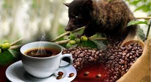Most Expensive Coffee In The World In 2019 A Kopi Luwak Coffee Natures Craze Expensive Coffee Kopi Luwak Coffee Civet Coffee