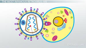 Hiv is a virus that damages the immune system. Retrovirus Definition Life Cycle Example Video Lesson Transcript Study Com