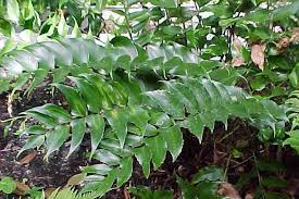 Image result for Cyrtorchis glaucifolia