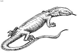 Lizard Coloring Pages To Print