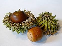 Image result for Quercus acutissima