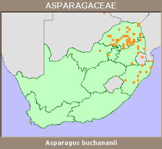 Image result for Asparagus buchananii