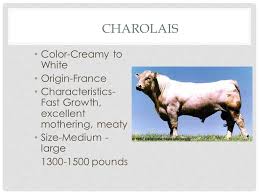 The brahman cattle is a very popular breed in it's native area and some other countries around the world. Breeds Origins Colors Characteristics Beef Cattle Breeds Ppt Download