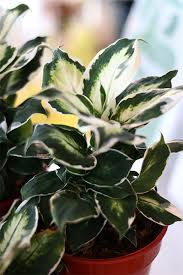 Image result for beautiful dieffenbachia