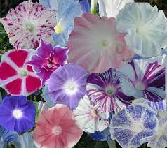 Sesshyswind Photo Japanese Morning Glories Morning Glory Flowers Morning Glory Vine Morning Glory Seeds