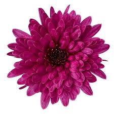 Check spelling or type a new query. Morgana Purple Garden Mum