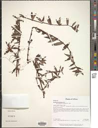 Image result for Hexasepalum sarmentosum