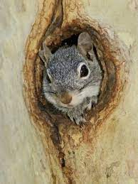 Arizona Grey Squirrel Ilooking Out Of Hole In Sycamore Tree Arizona Usa Photographic Print Rolf Nussbaumer Allposters Com In 2021 Squirrel Painting Squirrel Art Squirrel Illustration