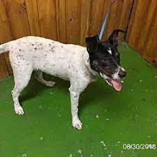 Pin On Help Save The Dogs Please 2nd Pg