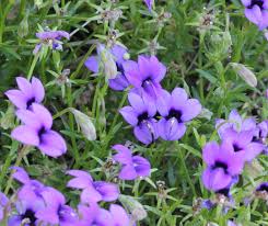 Image result for Monopsis decipiens