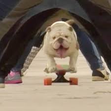 Choosing the right skateboard dogs can be injured while riding a skateboard just like any other athlete, so it's important that you choose the right kind of board to provide the most stability. Skateboarding Bulldog Sets Guinness World Record American Kennel Club