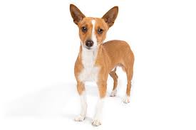 As a breed, the podengo is divided into three size categories that are not interbred: Portuguese Podengo Pequeno Dog Breed Information