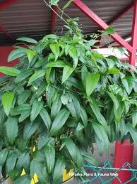 Image result for Passiflora suberosa