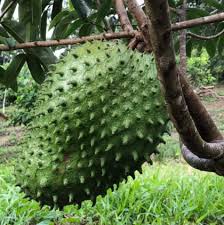 Image result for Annona muricata