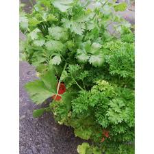 These sentences come from external sources and may not be accurate. Real Herbs Plant Italian Parsley Daun Sup English Parsley Daun Ketumbar Shopee Malaysia