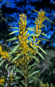 Image result for Fabaceae subfamily Mimosoideae