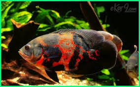 Di bawah ini anda akan menemukan petunjuk untuk merawat ikan air laut hias untuk anda. Panduan Lengkap Perawatan Ikan Oscar Dunia Fauna Hewan Binatang Tumbuhan Dunia Fauna Hewan Binatang Tumbuhan Ikan Betta Aquarium Ikan