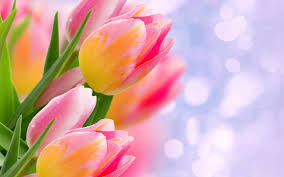 See more ideas about aesthetic wallpapers, wallpaper, aesthetic backgrounds. Cute Simple Quotes Wallpaper Yellow Hd Tulip Wallpaper