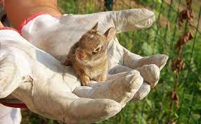 If Found Please Take Care Know How To Take Care Of A Wild Baby Bunny Rabbit Hole Hay