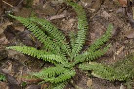 Image result for Asplenium inaequilaterale