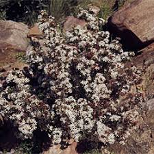 Image result for Tetragonia calycina