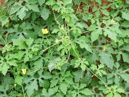 Image result for Adenia rumicifolia