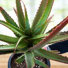 Image result for Aloe cameronii × christianii