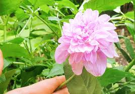 Image result for Dahlia excelsa