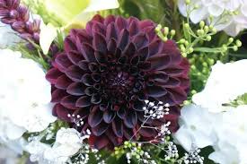 Black Dahlia Flower Meaning Dahlia Flower Fragrant Flowers Flower Seeds