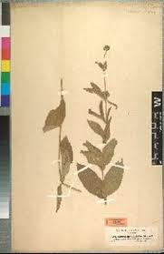 Image result for Lippia abyssinica