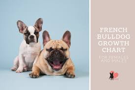 He is particularly affectionate toward his master and the children, and can even be a bit possessive. French Bulldog Growth Stages Size And Weight Chart