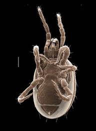 Image result for Pseudoeriosema borianii