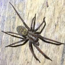 Spiders In Wisconsin Species Pictures