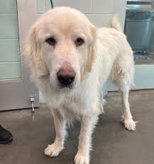 Tampa, FL Both are currently in temp foster, but 𝐭𝐢𝐦𝐞 𝐢𝐬  𝐫𝐮𝐧𝐧𝐢𝐧𝐠 𝐨𝐮𝐭! Midnight is scheduled to return to the shelter