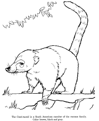 Animal Drawings Coloring Pages Coati Mundi Animal Identification Drawing And Coloring Pages America Art South America Animals Animal Drawings