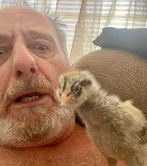 Why is my chicken changing egg laying spots?